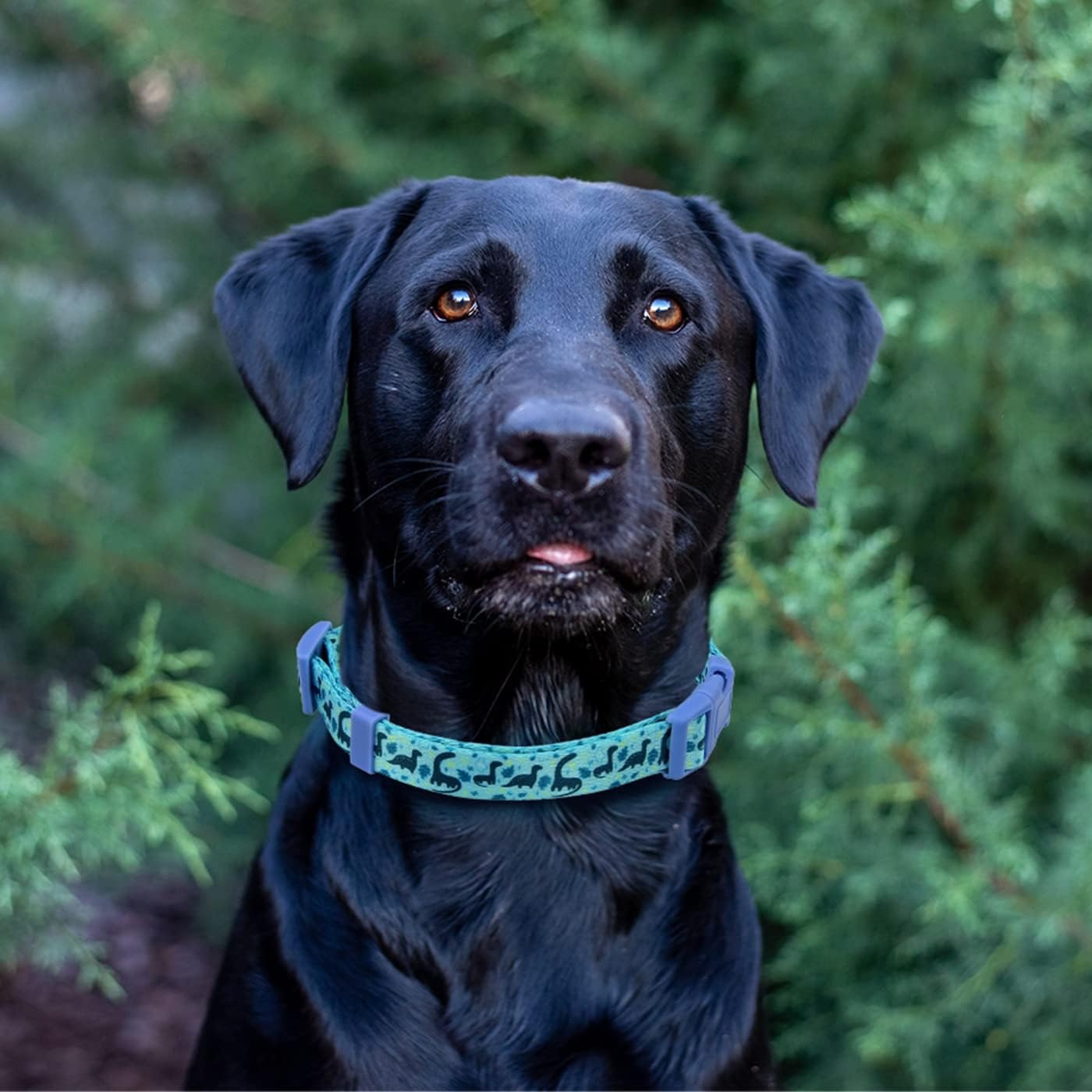 image:imageHDE Nylon Dog Collar Adjustable Soft Puppy Collars for Small Medium Large Dogs Dinosaurs MDinosaurs