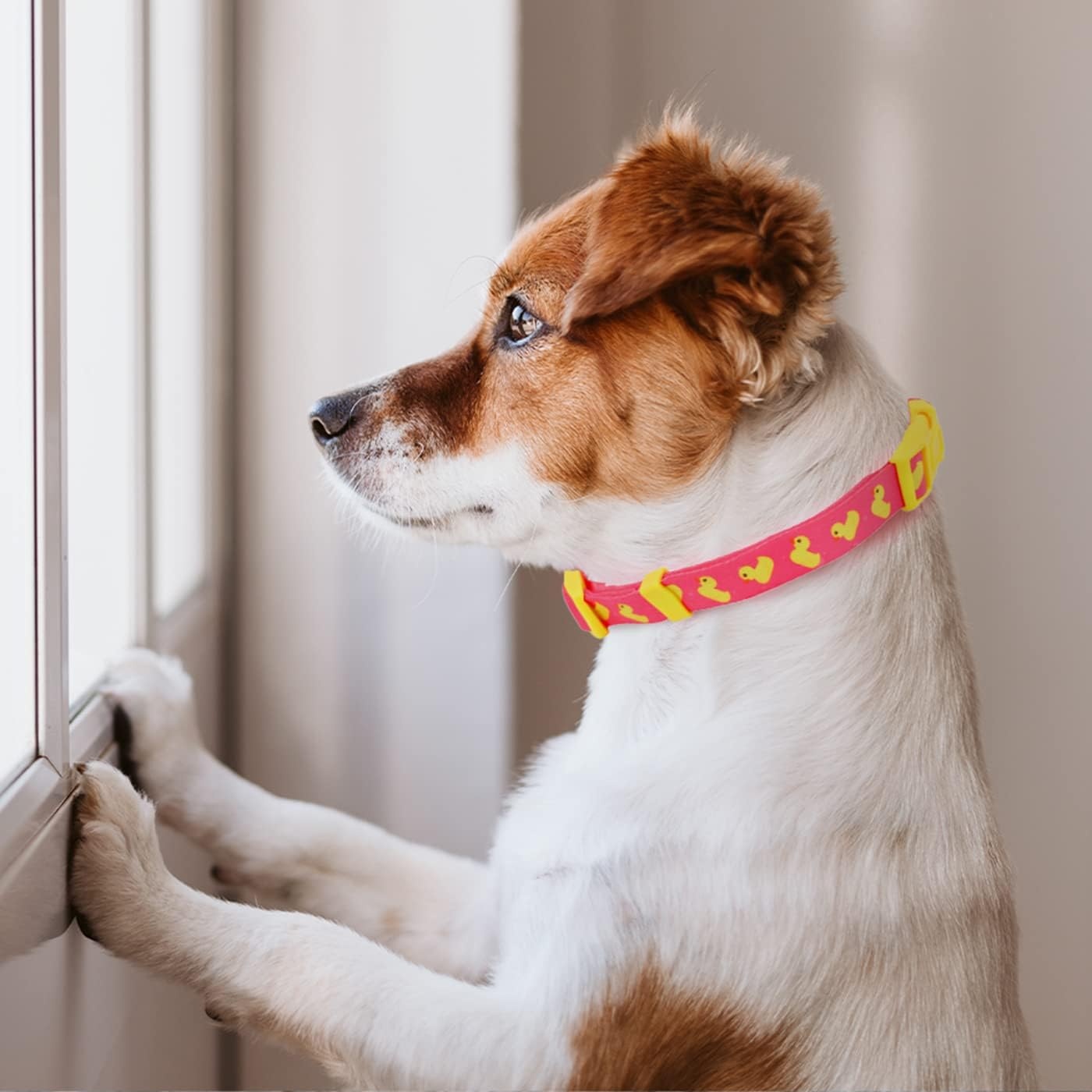 image:imageHDE Nylon Dog Collar Adjustable Soft Puppy Collars for Small Medium Large Dogs Dinosaurs MDucks Pink